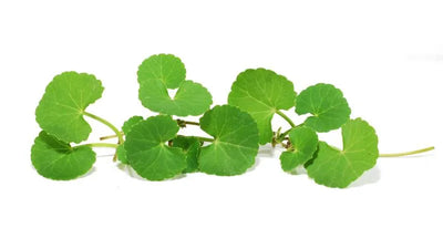 Gotu kola