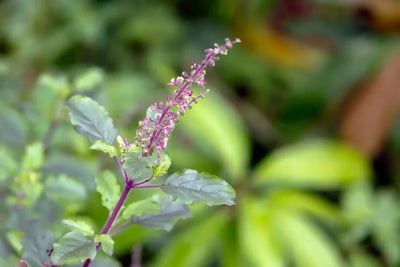 Tulsi/Holy Basil
