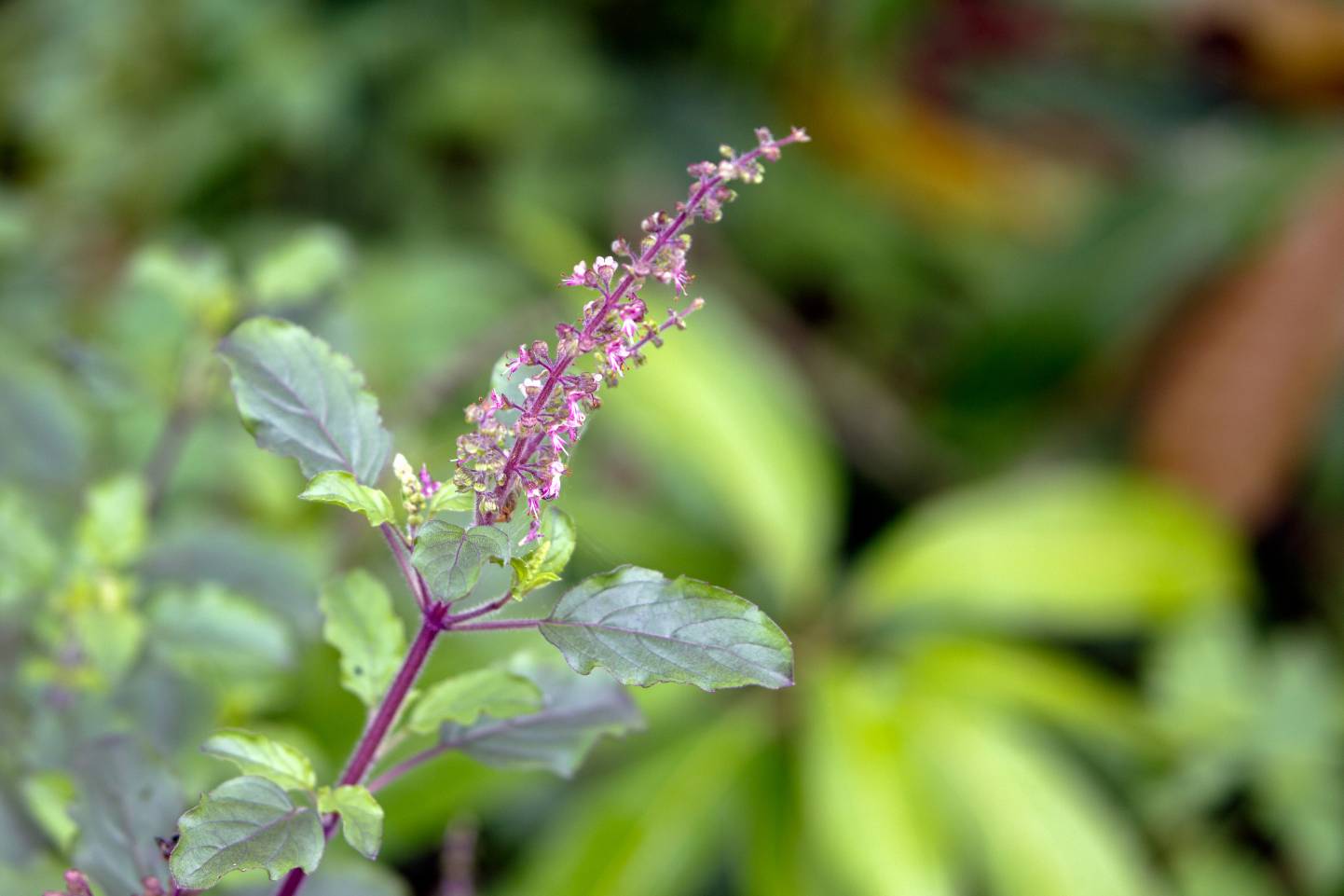 How to Heal Your Skin This Winter — The Ayurvedic Way